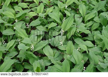 Small White Flowers In The Leafage Of Convallaria Majalis In May