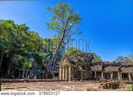Picture Of Jungle Trees Overgrowing The Ruins Of Angkor Wat In Cambodia In Summer