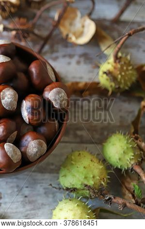 Chestnuts. Buckeyes. Autumn Mood. Leaves Of A Chestnut Tree.