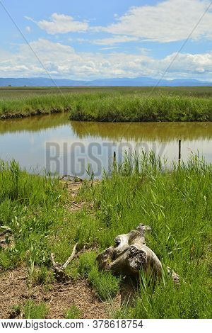 The Wetlands Of Isola Della Cona In Friuli-venezia Giulia, North East Italy