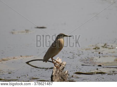 Tufted Sgarza Set Between Buttercups And Chaplains