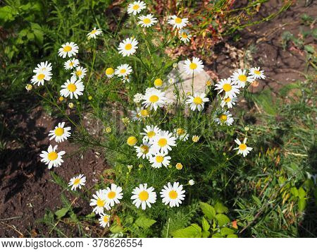 Chamomile Garden White Flowers Of German Chamomile