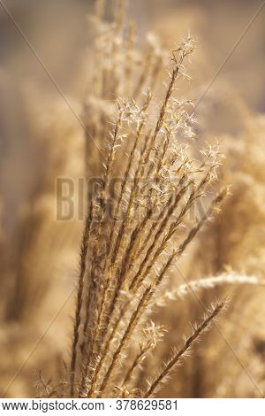 Macro Detail Of Autumn Dried Out Flowers Of Chineese Maiden Silvergrass Or Miscanthus Sinensis