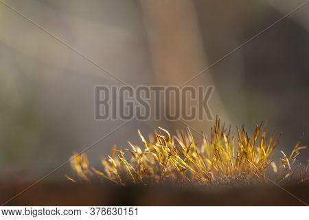 Macro Detail Of Beautiful Sunlit Moss Carpet Over A Brick Wall On A Sunny Autumn Day, Nature Backgro