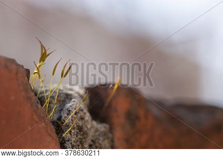 Close Up Of Sunlit Moss Growing Out Of A Crack In A Brick Wall Fence