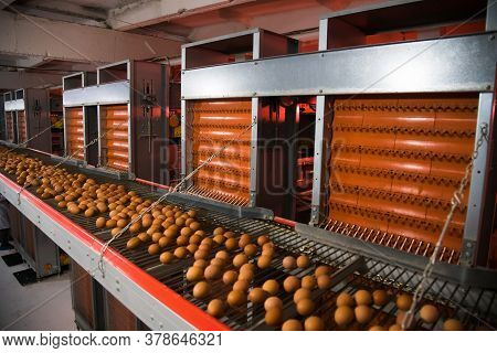 Poultry Farm. Modern Farming. Fresh Brown Eggs On A Transportation Line
