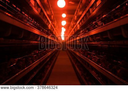 Poultry Farm. Modern Farming