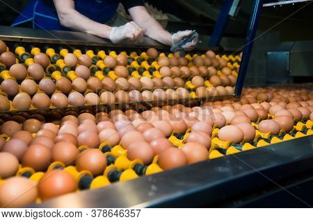 Poultry Farm. Modern Farming. Fresh Brown Eggs On A Transportation Line