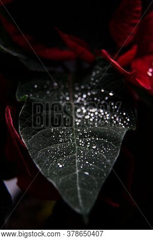 Green And Red Leaves Close Up Black Background