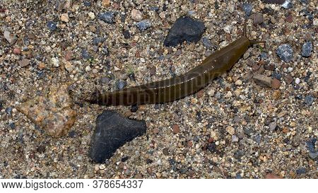 Brown Banana Slug, Ariolimax Columbianus, On The Sand In California