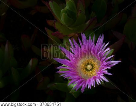 Pink Flower Of The Ice Plant, Carpobrotus Edulis , On Sand Dunes At Point Reyes National Seashore, U