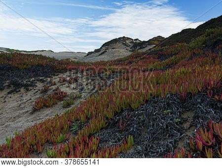 Ice Plant, Carpobrotus Edulis , On Sand Dunes At Point Reyes National Seashore, Usa, With Other Coas