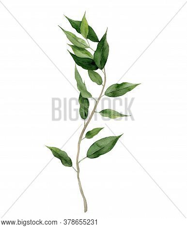 Ficus Benjamin. Fig Tree Frond. Curly Green Branch. Watercolour Illustration On White Background.