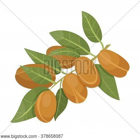 Branch With Green Leaves And Brown Nuts. Argania Isolated On White Background. Small Argan Core Cove