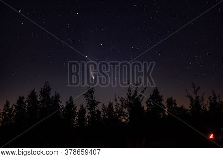Neowise Comet C 2020 F3 Above Night Forest