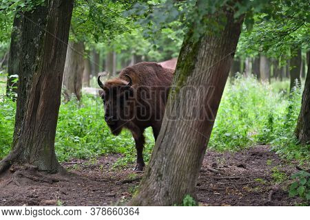 European Bison In The Wood
