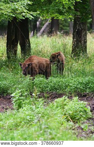 Calf Of European Bison In The Wood