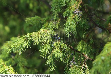 Kataja,marjat, Katajan Marjat, Myrkyllinen, Raaka, Kypsä,ikivihreäjuniper, Berries, Juniper Berries,