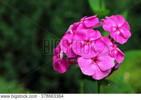 Spring Flowers. Garden Divaricata Phlox. Blooming Pink Phlox. Beautiful Flowers In Spring. Copy Spac