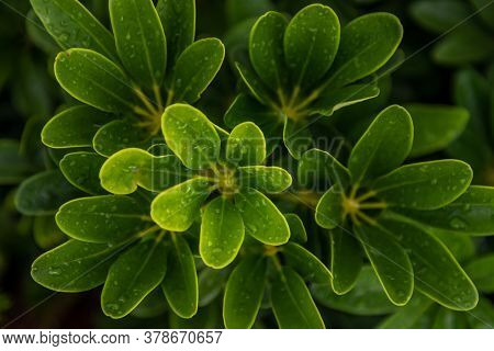 Water Drops On Schefflera Actinophylla Leaves Beautifully Blooming In Garden. No Focus, Specifically