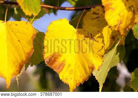 Autumn The Leaves Fall And It Gets Colder And The Trees Are Covered With Yellow Leaves