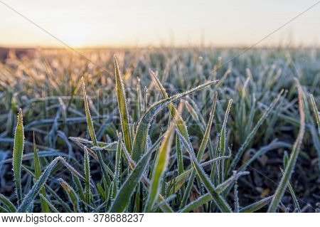 Wheat Or Rye Sown For Winter, Winter Crops Sown On The Field Area, Winter Season, Grass Covered With