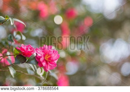 Shocking Pink Camellia Sasanqua Flower In Front Of Blurs