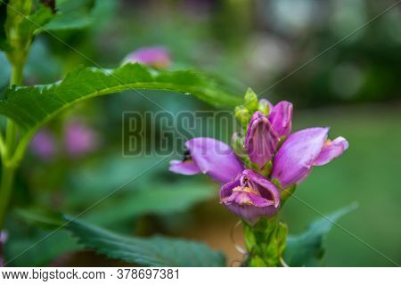 A Beautiful Lythraceae Flower In Brainerd, Minnesota