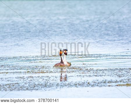 Two Waterfowl Birds Great Crested Grebes Swim In The Lake. The Great Crested Grebe, Podiceps Cristat