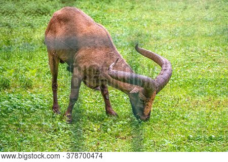 The West Caucasian Tur With Big Horns Is Grazing On A Green Lawn. The West Caucasian Tur, Lat. Capra