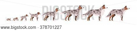 Set Of Cute Puppy, Herding Dog Growth Stage, Development. Domestic Animal Growing From Cub To Adult 