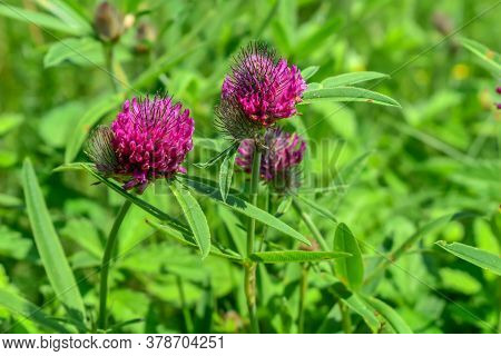 Bright Purple Trifolium Alpestre Flower Heads On A Green Blurred Background. Young Juicy Blooming Cl