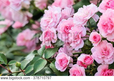 Beautiful Pink Roses Bonica In The Garden. Perfect For Background Of Greeting Cards For Birthday, Va