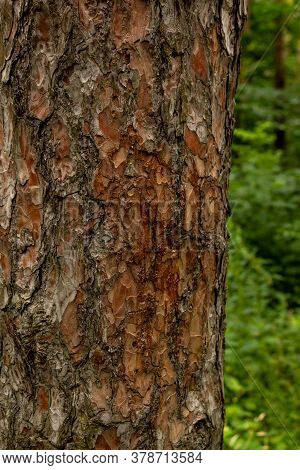Vertical Photo Of A Tree Trunk Against A Forest Background. The Relief Texture Of The Brown Bark Of 