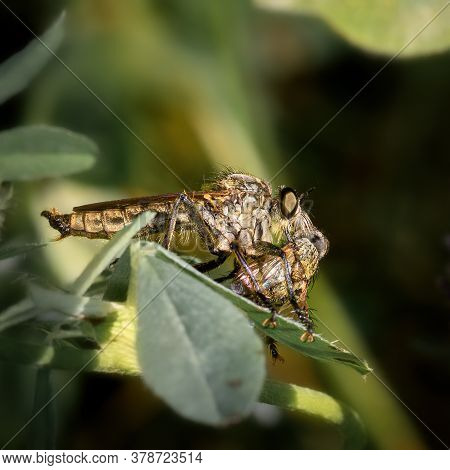 Insect \