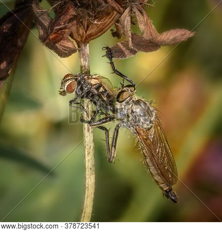 Insect \