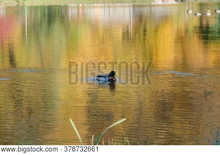 Beautiful Wild Ducks Swimming On The Lake, Wild Birds In The Autumn Warm Day