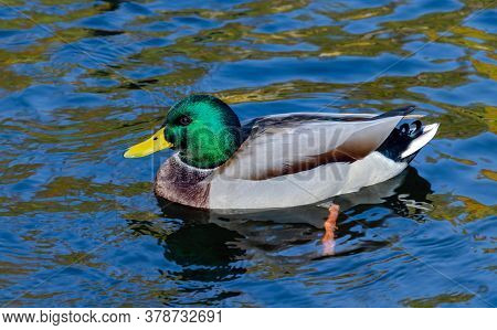 Beautiful Wild Ducks Swimming On The Lake, Wild Birds In The Autumn Warm Day