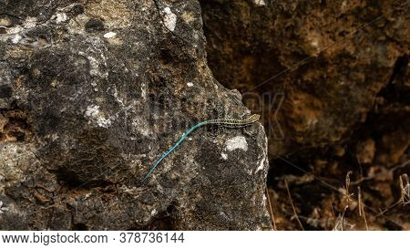 Blue-tailed Skink Sitting On A Rock, Summer Day