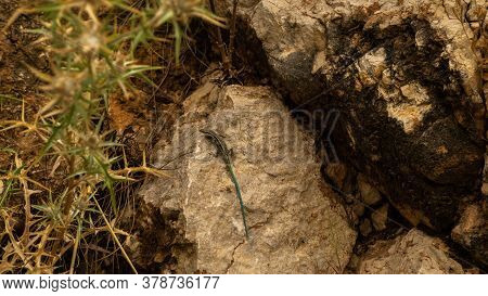 Blue-tailed Skink Sitting On A Rock, Summer Day