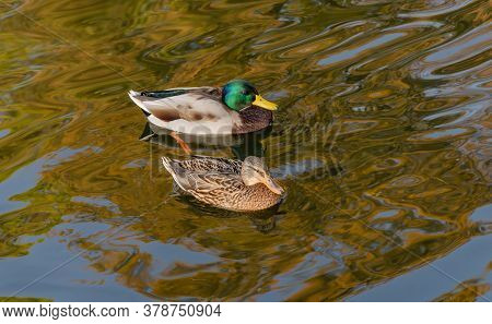 Beautiful Wild Ducks Swimming On The Lake, Wild Birds In The Autumn Warm Day