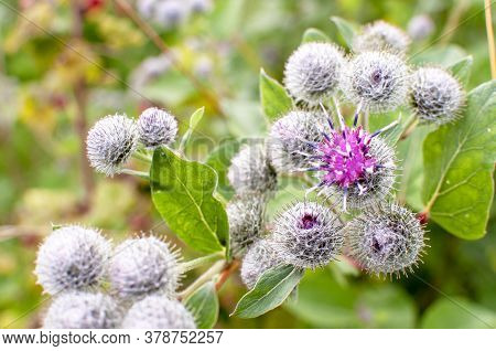 Beautiful Flower Of Purple Thistle. Pink Flowers Of Burdock Burdock. Burdock Thorny Flower Close-up.