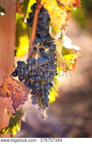 Vertical Picture Of Ripe Cabernet Grapes On Vine Growing In Vineyard At Sunset Time, Selective Focus