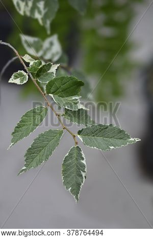 Small-leaved Elm Silvery Gem Branch - Latin Name - Ulmus Minor Silvery Gem