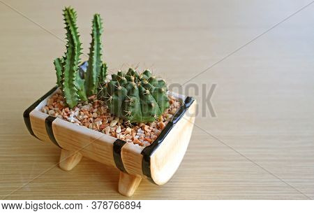 Potted Mini Fairy Castle Cactus And Dwarf Chin Cactus Isolated On Wooden Table