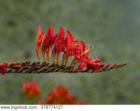 Closeup Of The Flower Spike Of Crocosmia With Red Flowers And Buds
