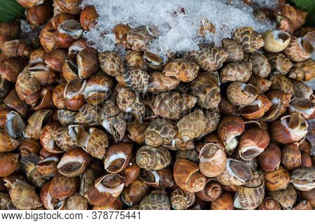 Areola Babylon Or Spotted Babylon In The Seafood Market. Fresh Spotted Babylon On A Tray And Contain