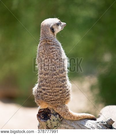 Rear View Of A Meerkat On Alert While Resting On A Wooden Tree Trunk And A Bright Green Background. 