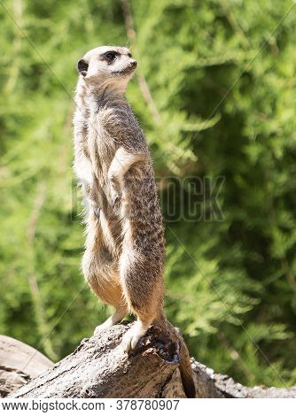 Meerkat (suricata Suricatta) Standing On Hind Legs Surveying The Area, With A Out Of Focus Bush Back