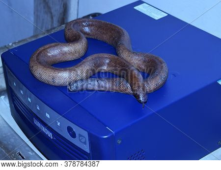 Delhi - India
28th July 2020
Red Sand Boa Snake Lying Or Resting Over An Inverter At An Indian Home